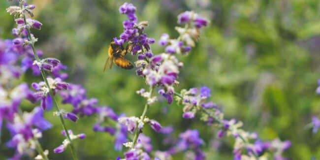 Solrød sætter biodiversitet på dagsordenen