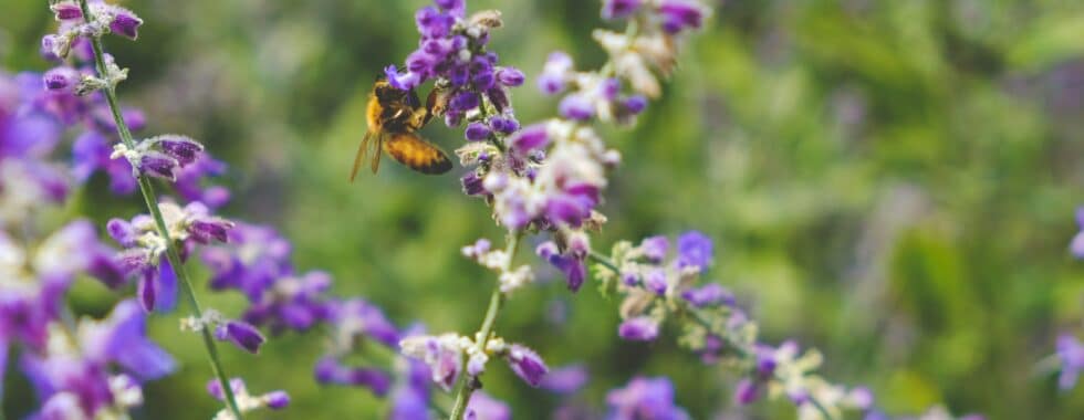 Solrød sætter biodiversitet på dagsordenen